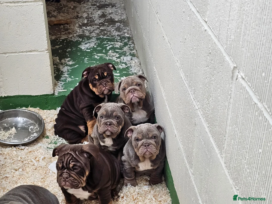 English Bulldog dogs for sale: English bulldog pups for sale - Advert 6