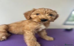 Cockapoo dogs for sale: Cockapoos ready now - Image 5