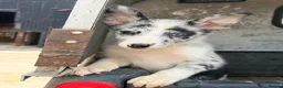 Border Collie dogs for sale:  4 beautiful border collie pups  - Advert 8