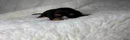 Cavalier King Charles Spaniel dogs for sale: Extensively health tested Puppys  - Advert 3