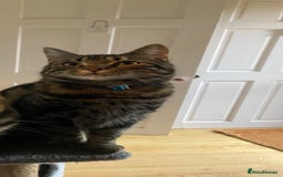 Bengal cats for sale: 2yo make bengal needs re-homing  - Image 1