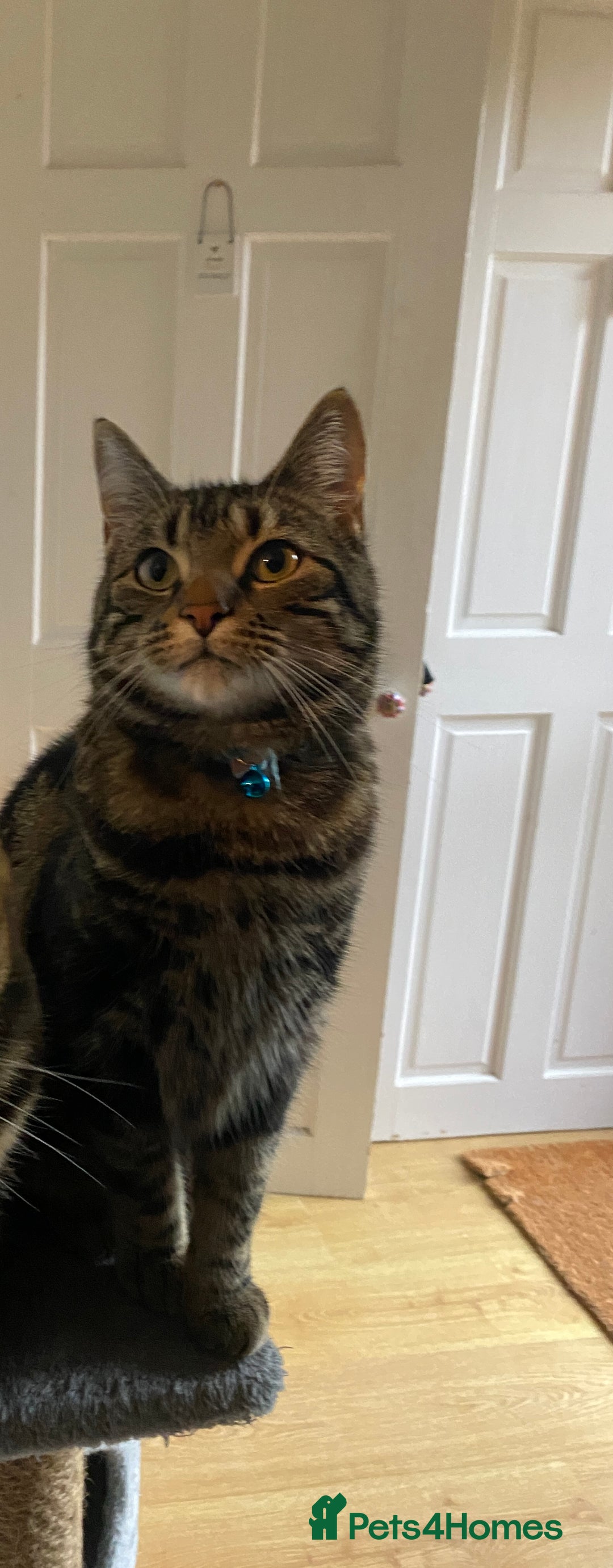 Bengal cats for sale: 2yo make bengal needs re-homing  - Image 1