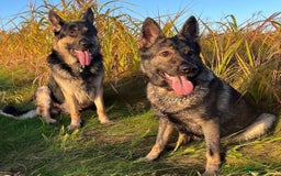 German Shepherd dogs for sale: Stunning German Shepard Litter On Their Way - Image 10