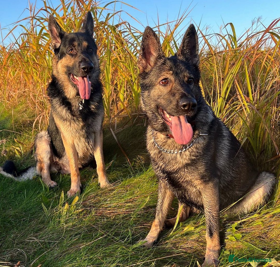 German Shepherd dogs for sale: Stunning German Shepard Litter On Their Way - Image 10