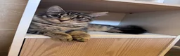 Mixed Breed cats for sale: My Simby  - Advert 1
