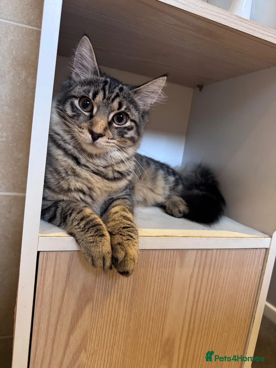 Mixed Breed cats for sale: My Simby  - Advert 1