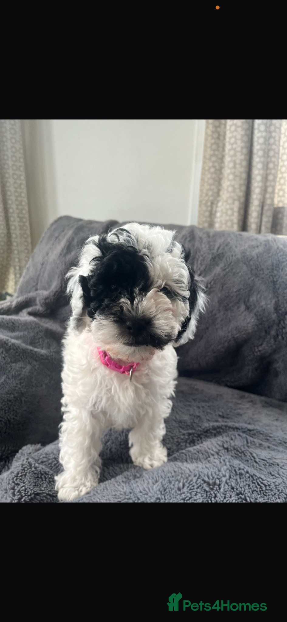 Cavapoo dogs Stunning litter Cavapoo pups  - Advert 14