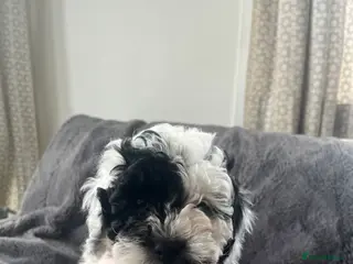 Cavapoo dogs Stunning litter Cavapoo pups - Advert 15