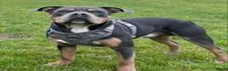 Staffordshire Bull Terrier dogs for sale:  Staffordshire bull terrier Gold unice (stuffy) - Advert 13