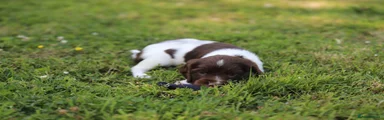 English Springer Spaniel 1