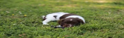 English Springer Spaniel dogs for sale: Kc registered English springer spaniel pups - Advert 12