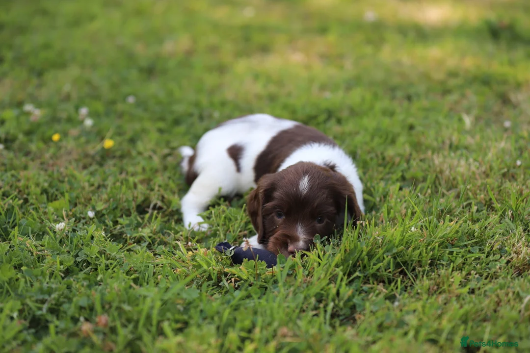 English Springer Spaniel dogs for sale: Kc registered English springer spaniel pups - Advert 12