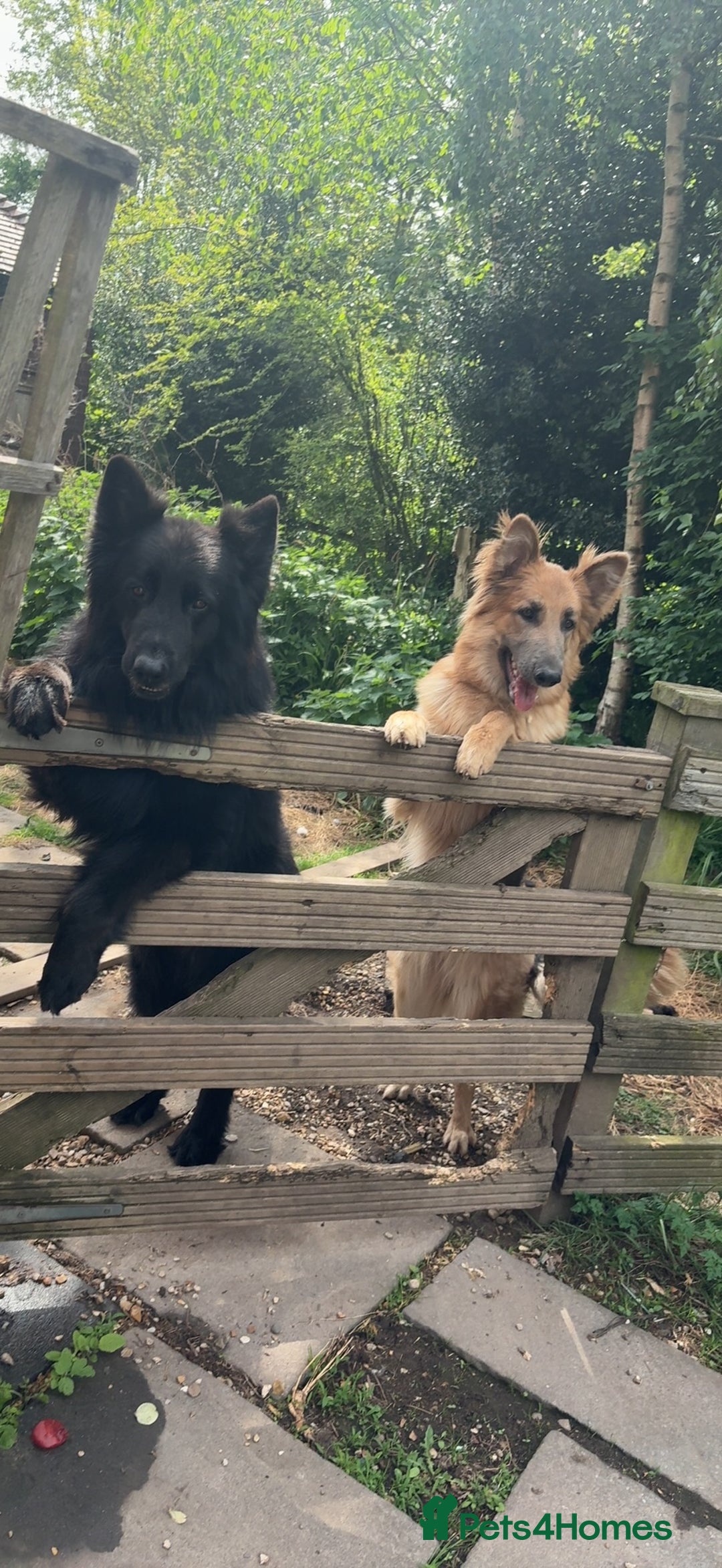German Shepherd dogs for sale: RARE BLUE/BLACK KC REG GSD PUPS 💙 🐾 - Image 12