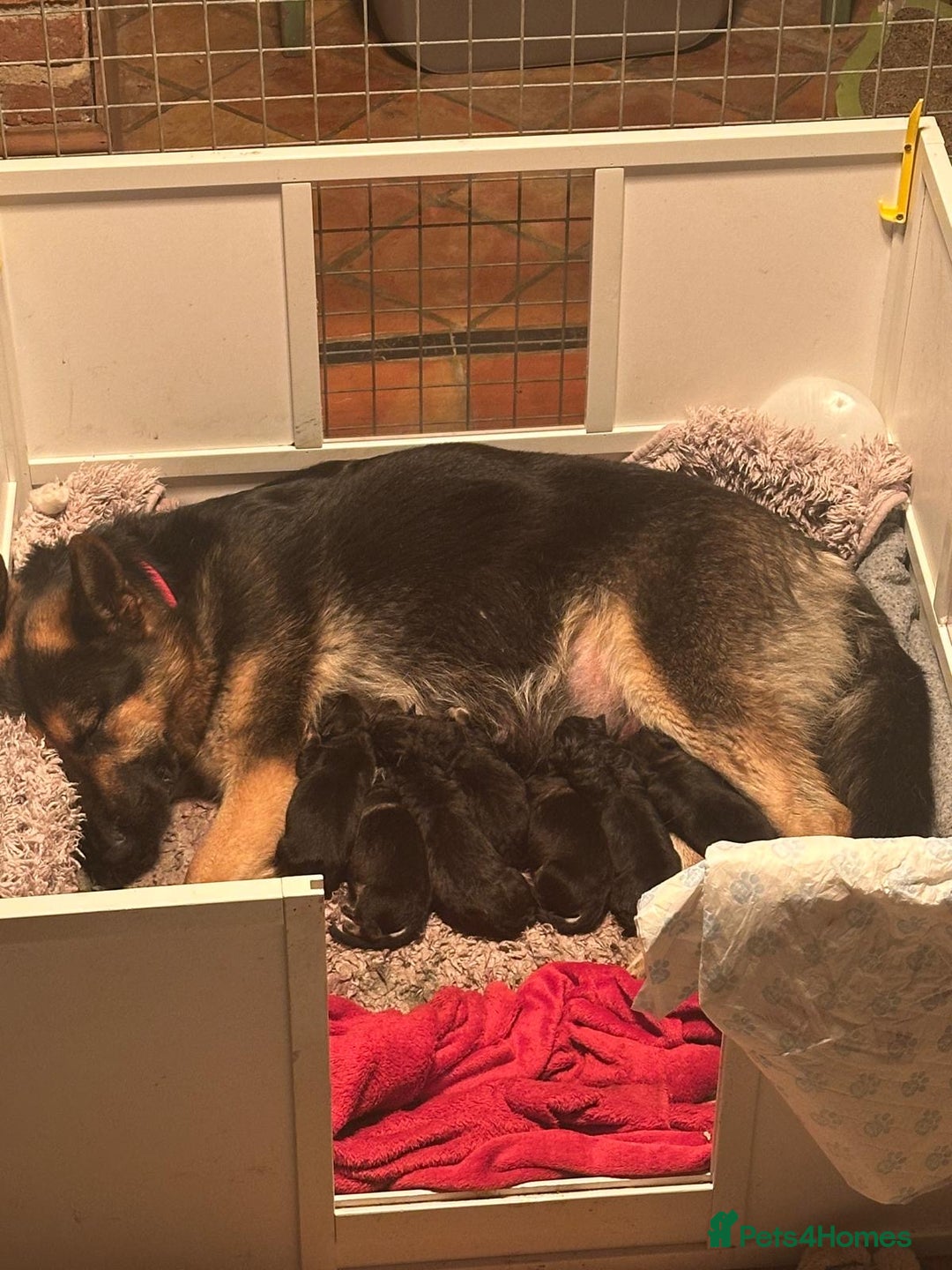 German Shepherd dogs for sale: 8 BEAUTIFUL GERMAN SHEPARD PUPPIES  - Advert 6