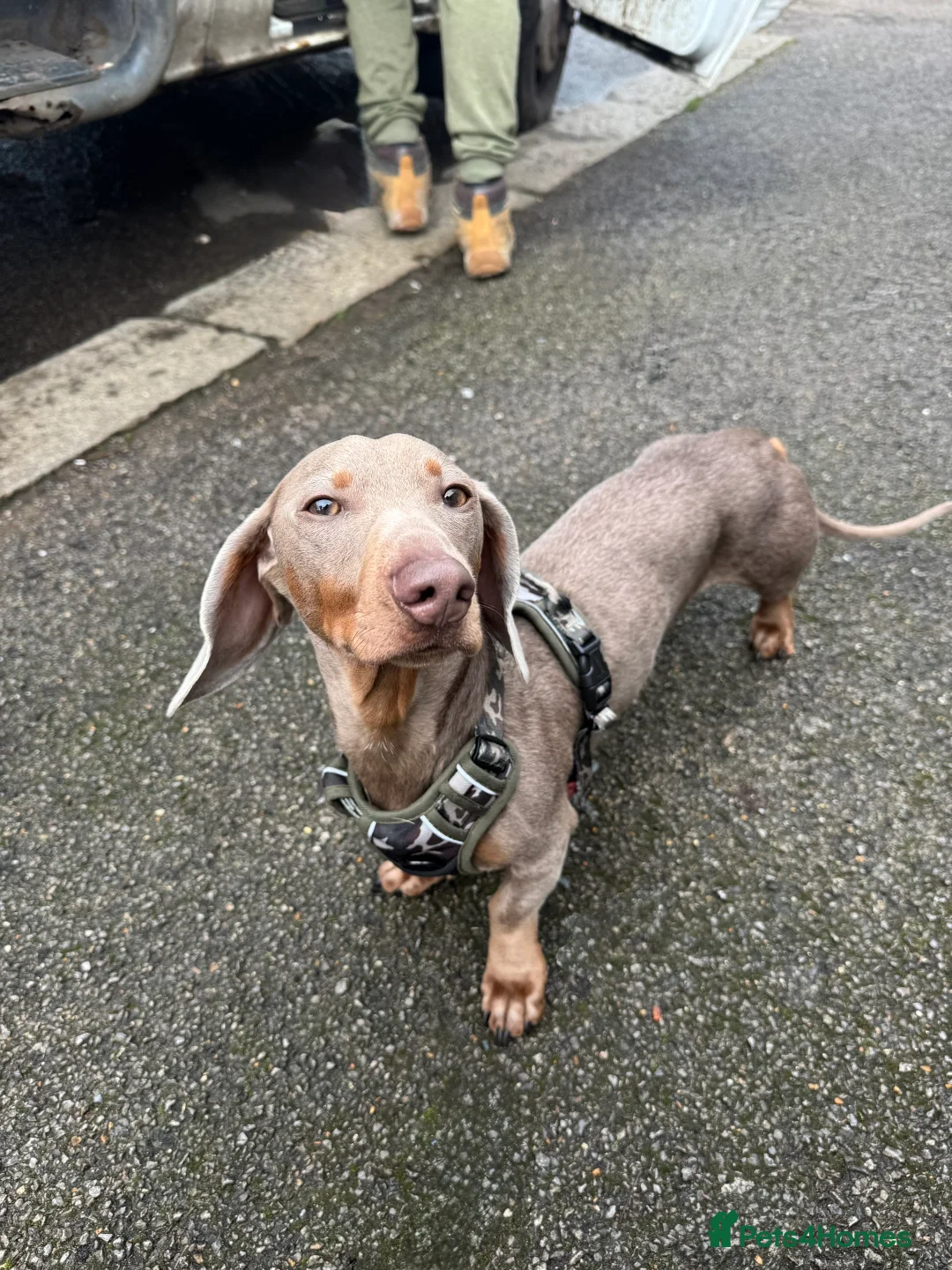 Dachshund dogs for stud: Isabella dachshund ✨ in London - Advert 2
