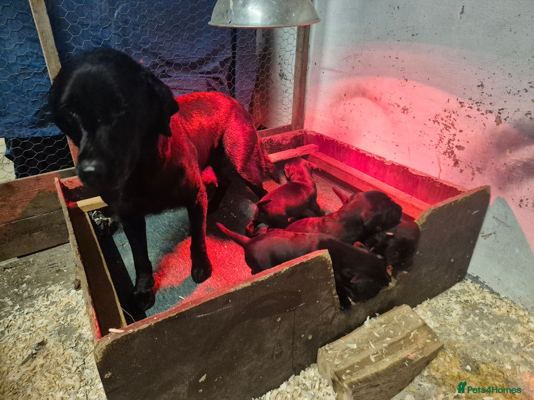Mixed Breed dogs for sale: Chunky Lab X Pointer pups - Advert 13