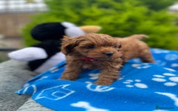 Cockapoo dogs for sale: F1b Cockapoo Puppies Ready Soon for Loving Homes - Image 1