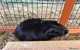 Guinea Pig rodents for sale: Sweet guinea pig boys to rehome. - Image 13