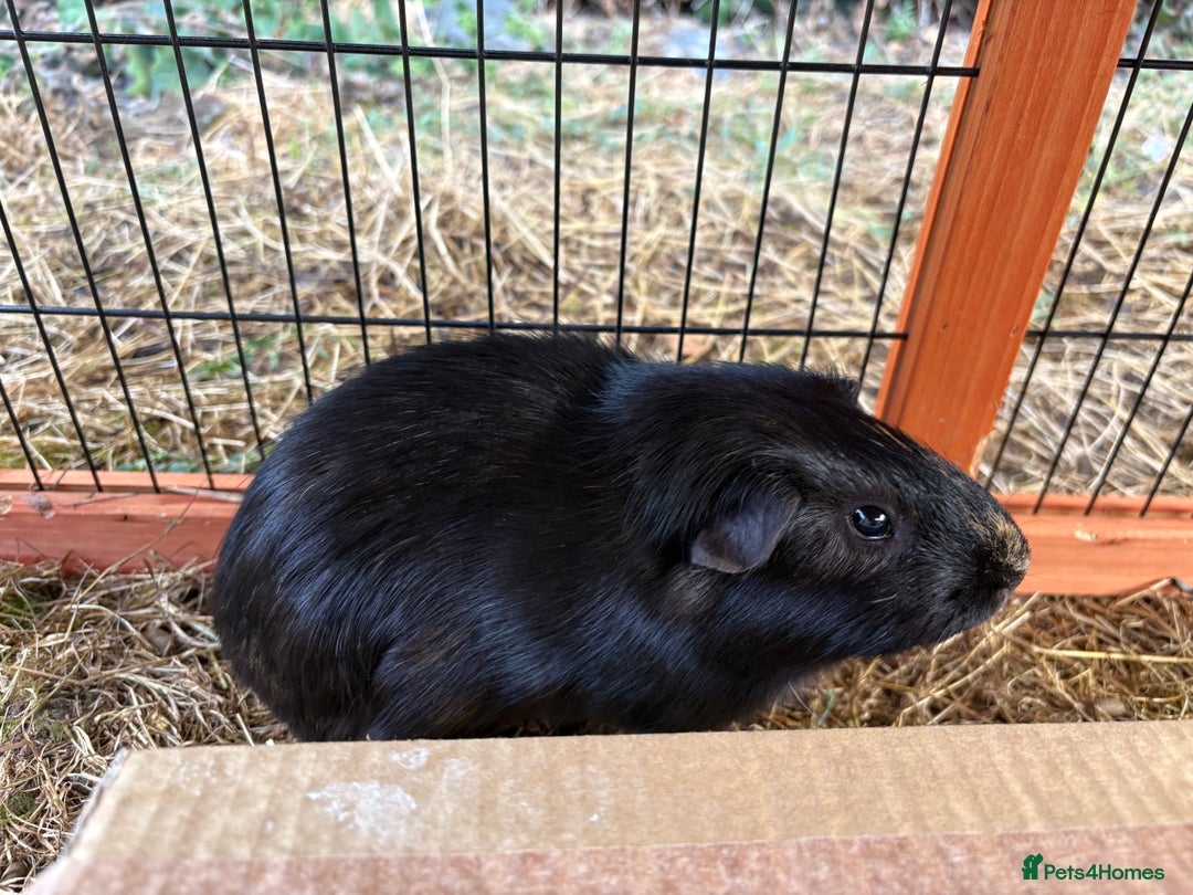 Guinea Pig rodents for sale: Sweet guinea pig boys to rehome. - Image 13