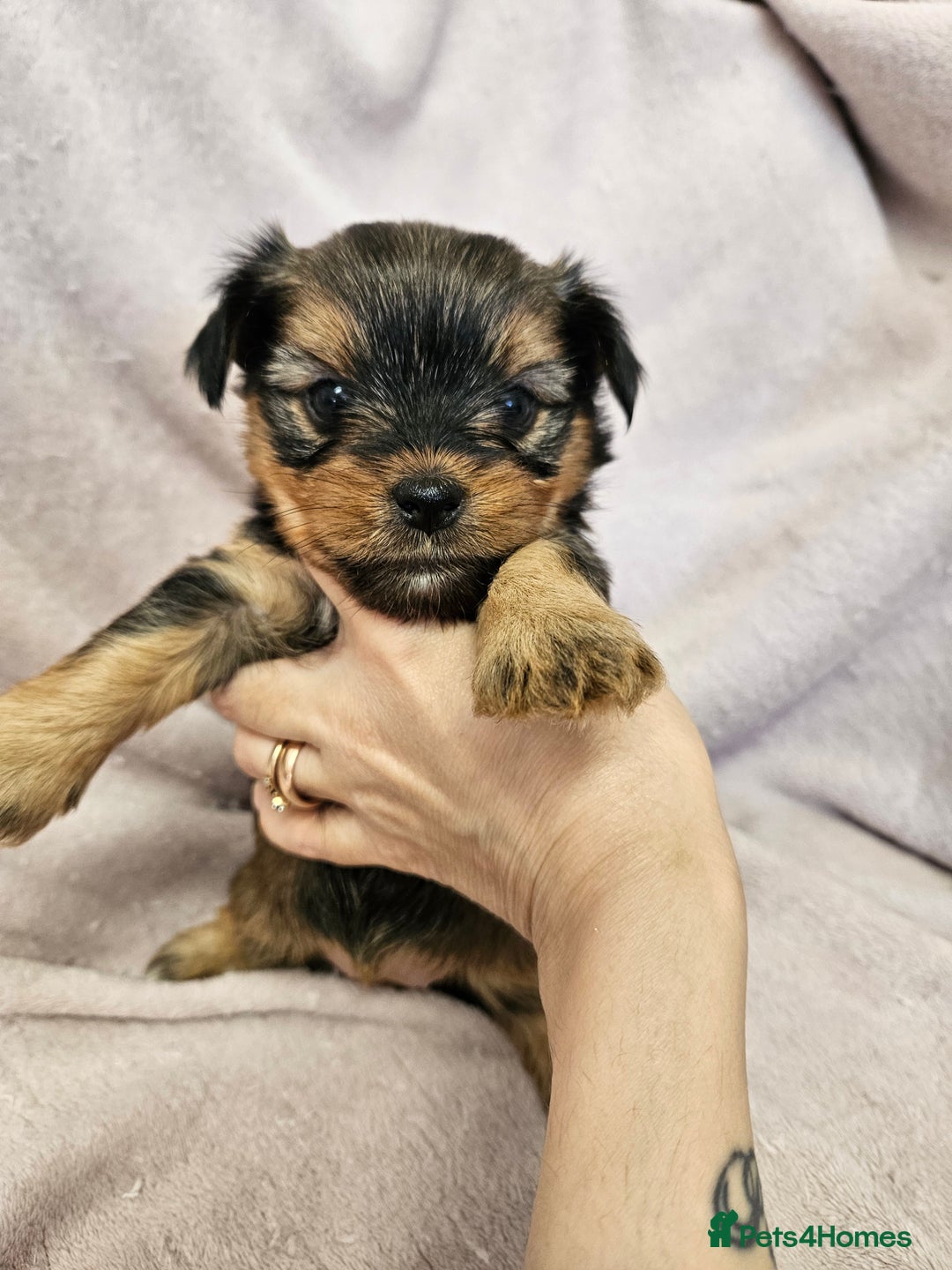 Yorkshire Terrier dogs for sale: ❤️ DNA Tested parents ❤️ Yorkie puppies  - Advert 7