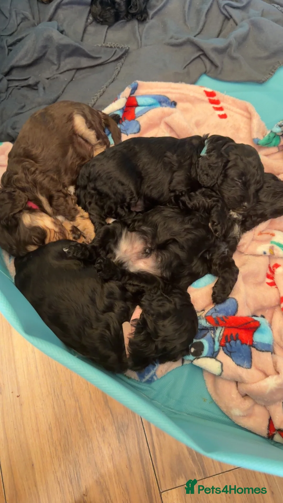 Cockapoo dogs for sale: Stunning cockapoo puppies  - Advert 1