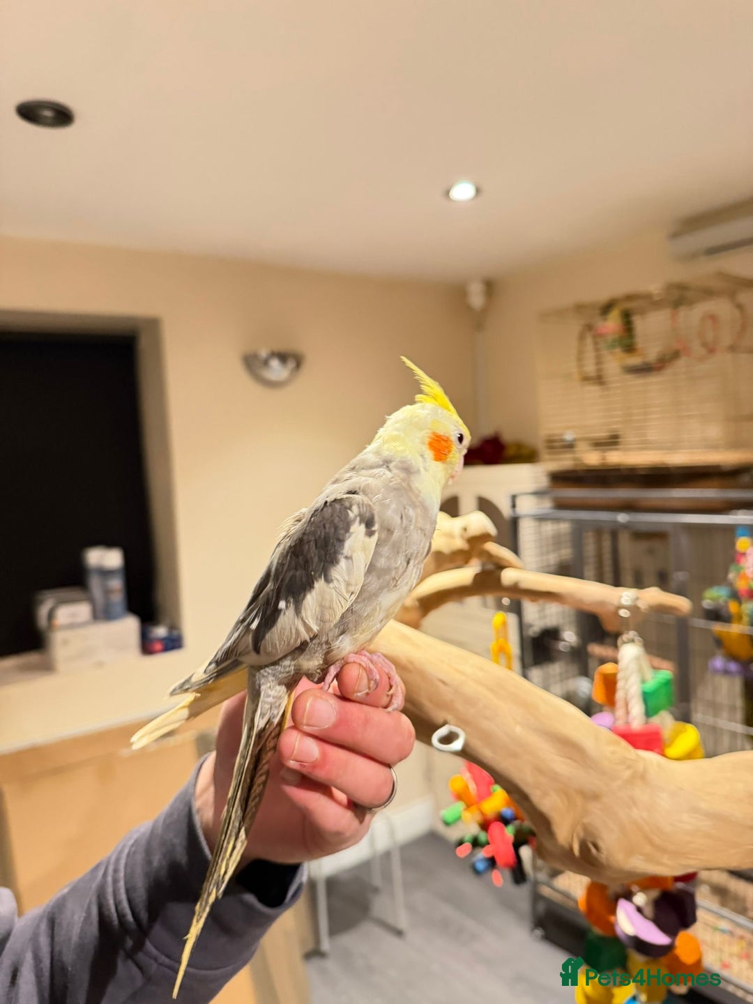 Budgerigars birds for sale: Beautiful Cockatiels for Sale- Tame and not Tame!  - Advert 2