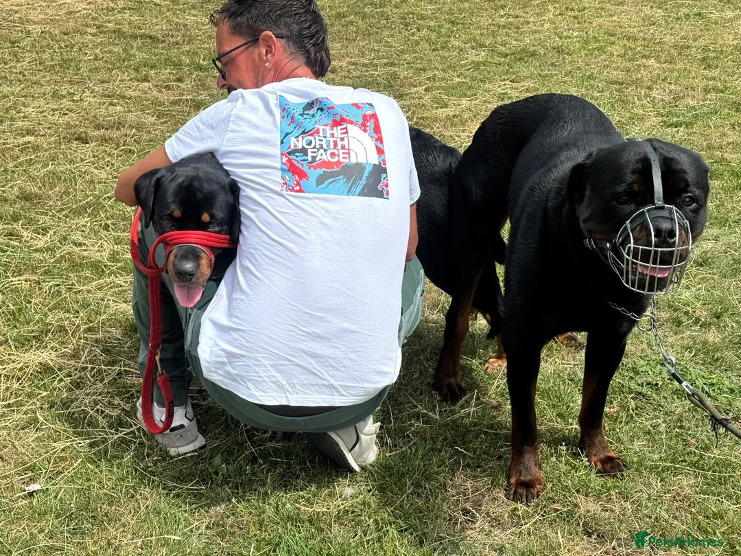 Rottweiler dogs for stud: BIG BONED GERMAN ROTTWEILER FOR STUD  - Advert 14