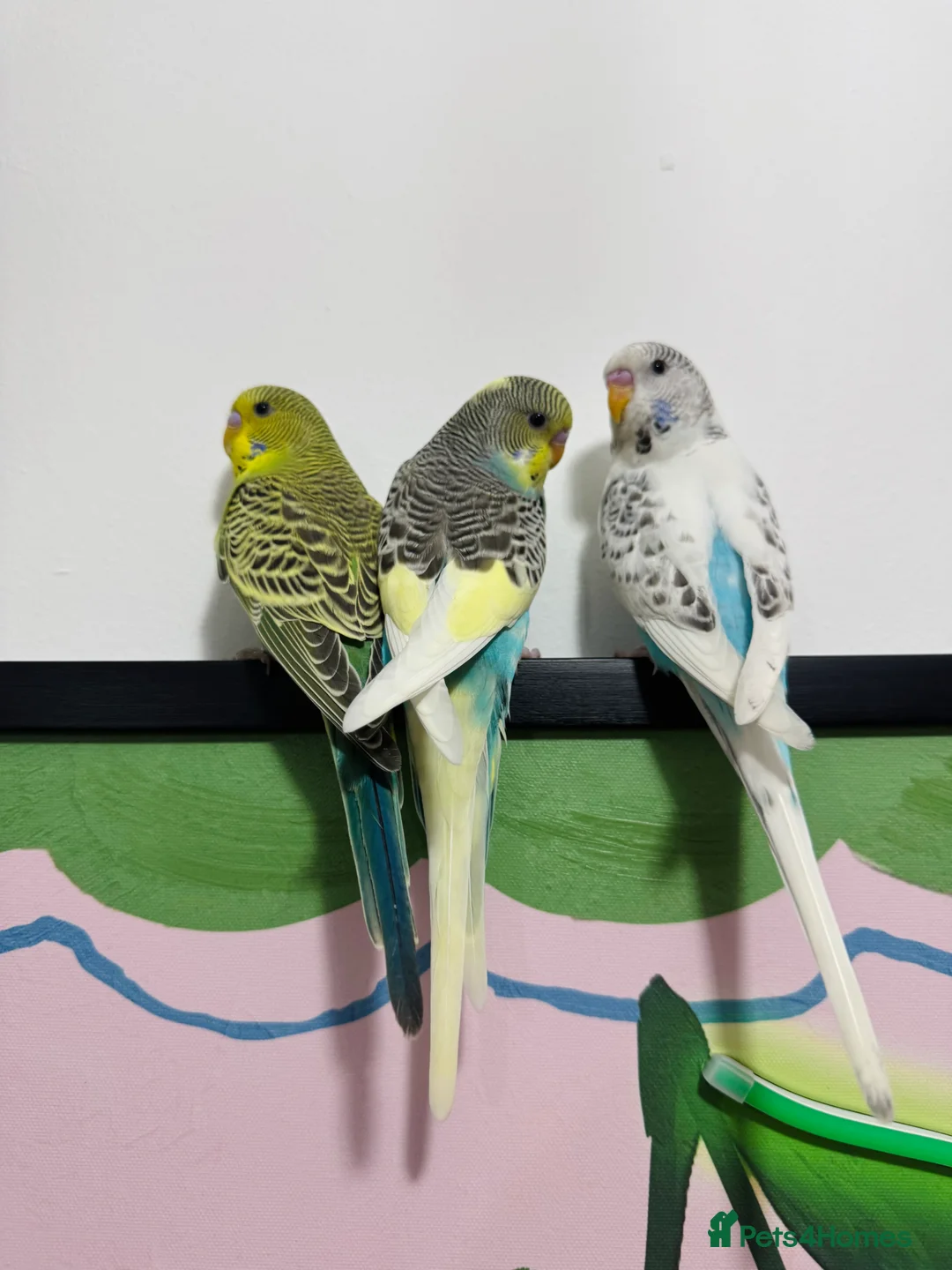 Budgerigars birds for sale: Budgies  - Advert 2