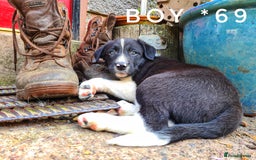 Border Collie dogs for sale: Beautiful farm-bred collie pups - Image 1