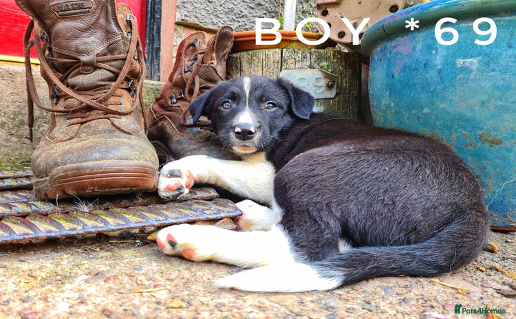 Border Collie dogs - Advert 4