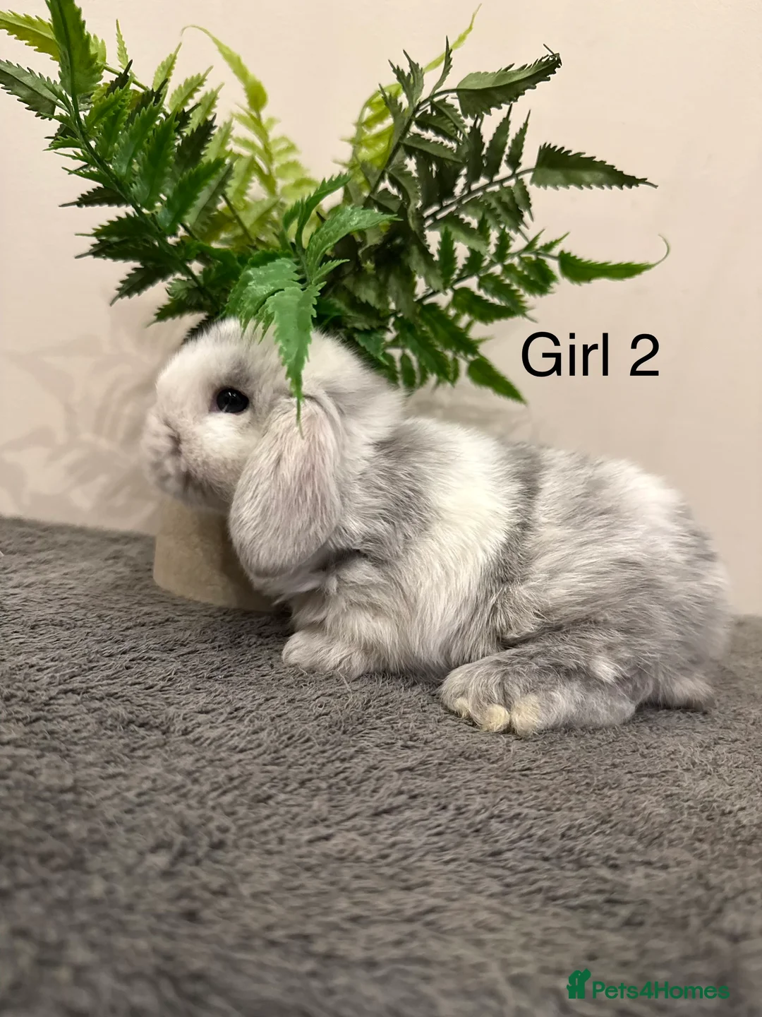 Mini Lop rabbits for sale: ✨Stunning Magpie & Harlequin Mini Lops✨ - Advert 14