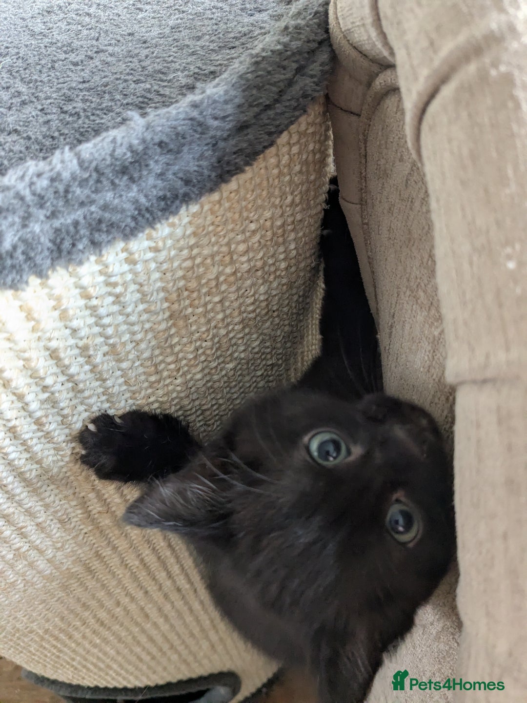 Mixed Breed cats for sale: Male kitten ready for a new home  - Advert 6