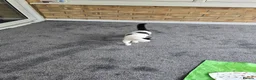 Mixed Breed cats for sale: Two kittens, 6 months, ready for a home. - Advert 6