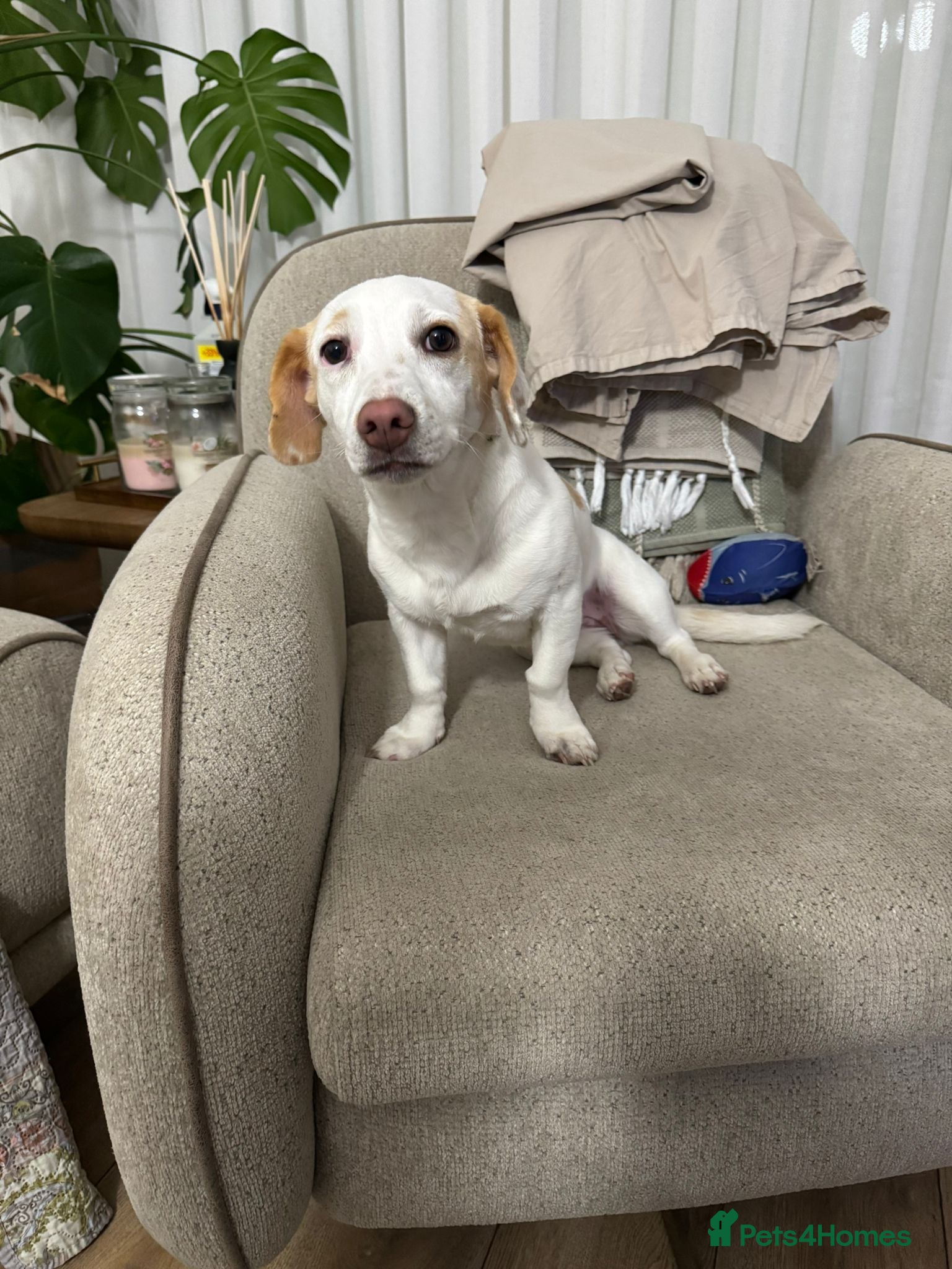 Dachshund dogs 7 Months old, Dachshund Betty Readt to Adopt - Advert 17