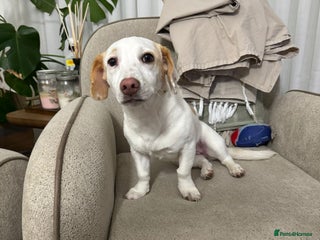 Dachshund dogs 7 Months old, Dachshund Betty Readt to Adopt - Advert 1