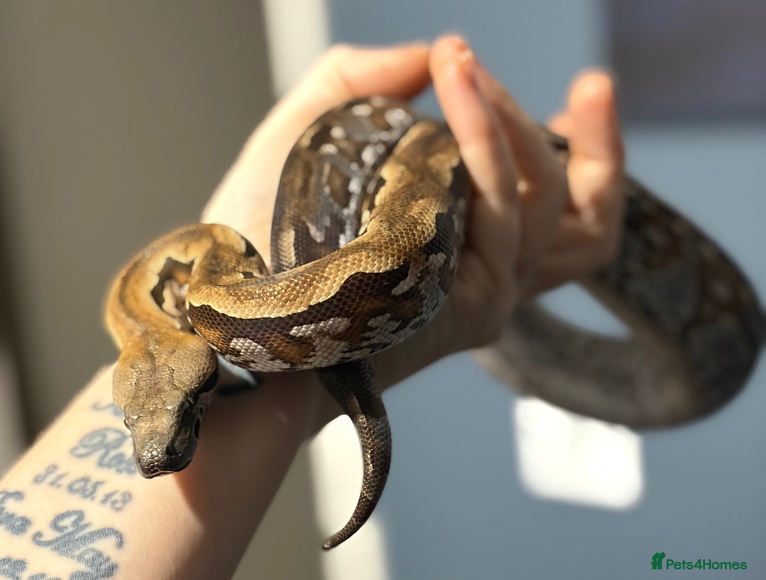 Boa Snake reptiles for sale: Madagascan Ground Boa  - Advert 3