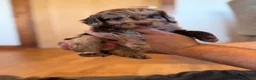 Cockapoo dogs for sale: Stunning Merle Cockerpoo’s - Advert 3