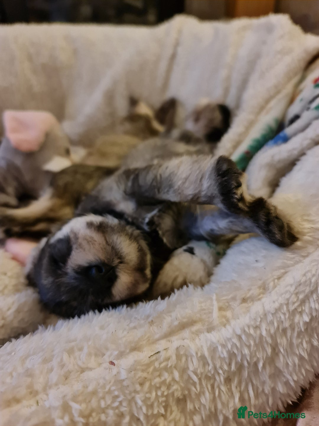 Miniature Schnauzer dogs for sale: Beautiful KC Reg. Miniature Schnauzer Puppies - Advert 8