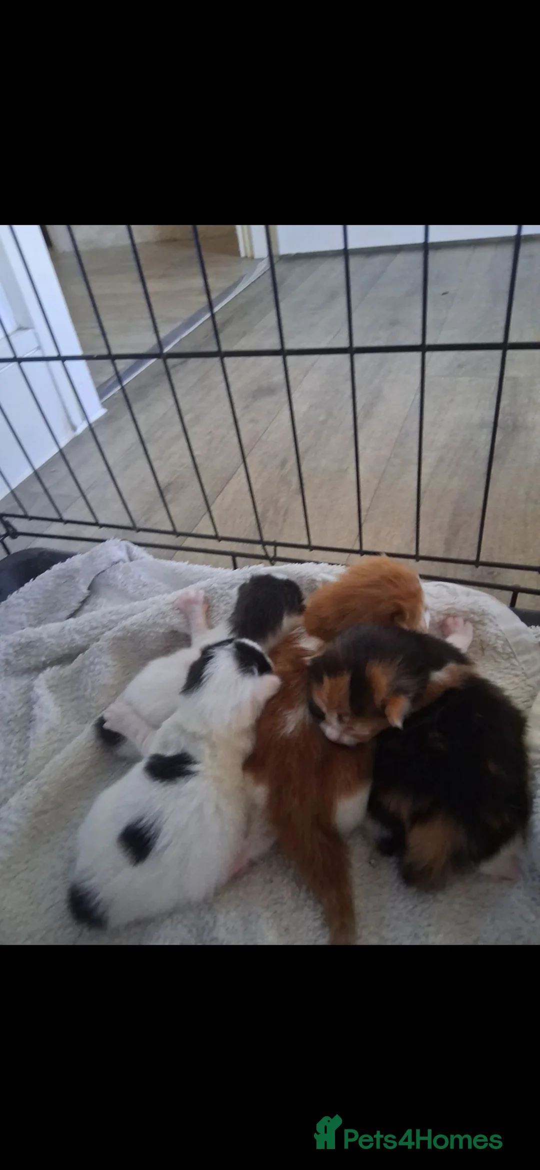 Turkish Van cats for sale: 4 beautiful Turkish van babies  - Advert 2