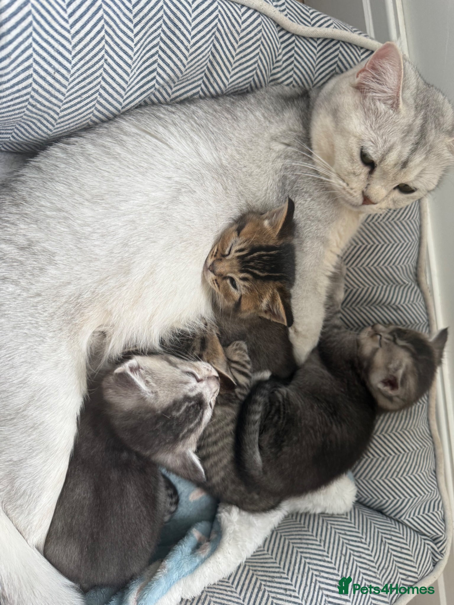 British Shorthair cats British Shorthair kittens Ready now-Fully Vacc - Advert 2