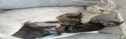 British Shorthair cats for sale: Unusual litter of British Shorthair Kittens  - Advert 2