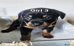 Rottweiler dogs for sale: READY NOW- Beautiful Rottweiler Puppies - Image 5