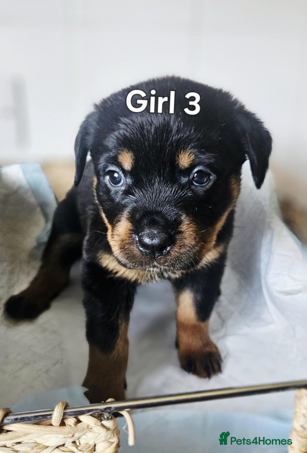 Rottweiler dogs for sale: READY NOW- Beautiful Rottweiler Puppies - Image 5