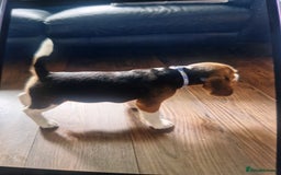 Beagle dogs for sale: (5th gen) pure pedigree beagle puppy - Image 6