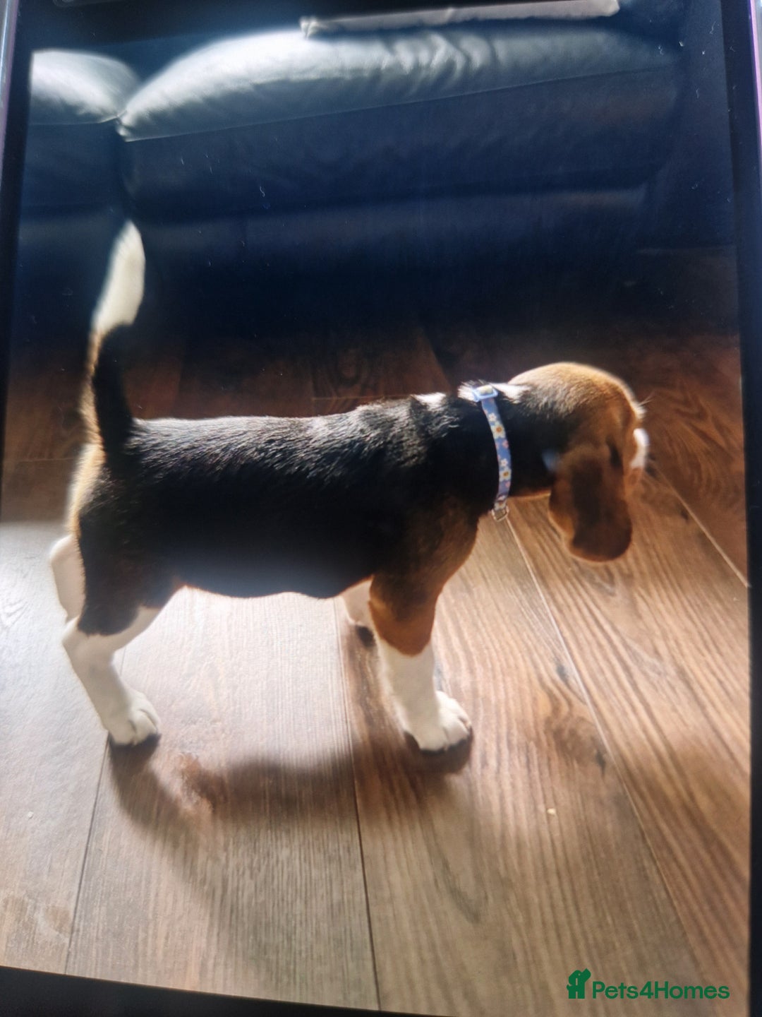 Beagle dogs for sale: (5th gen) pure pedigree beagle puppy - Image 6