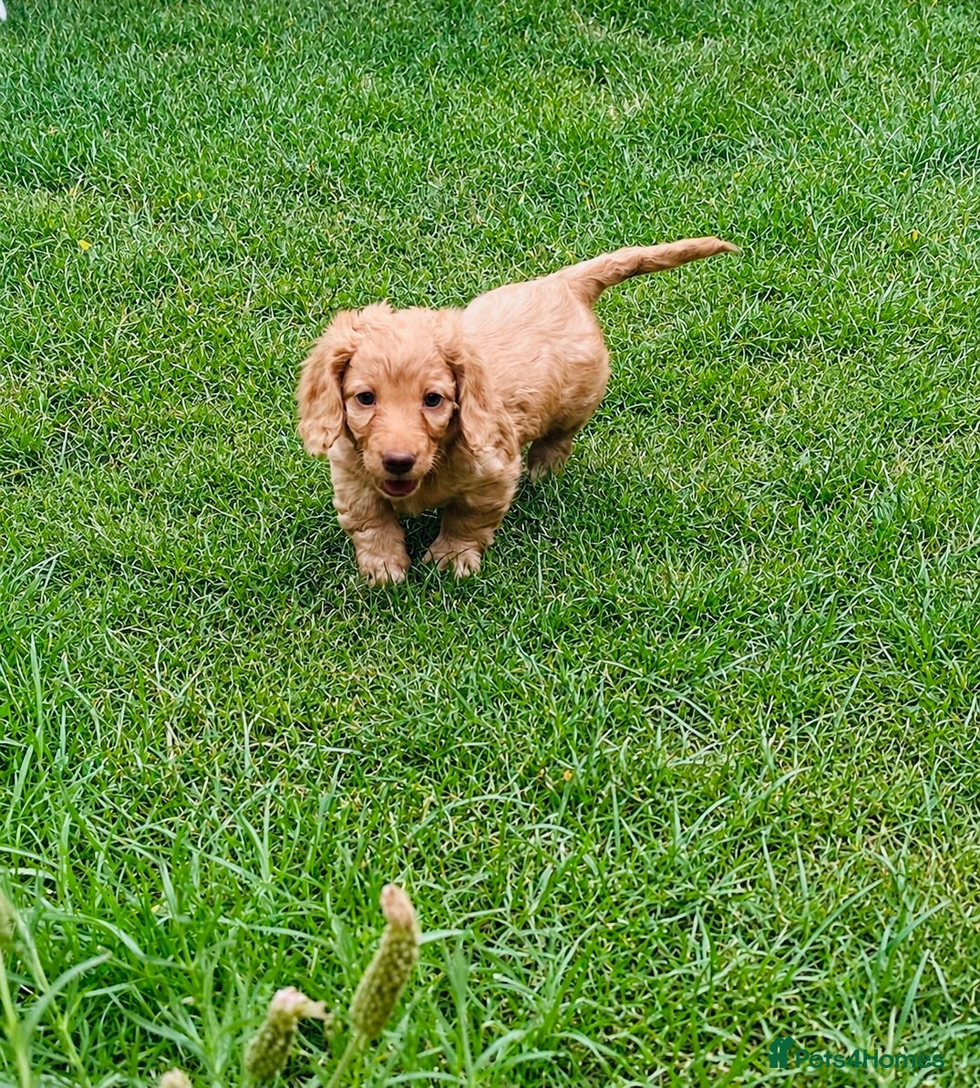 Miniature Dachshund dogs Stunning KC Cream Long Haired Miniature Dachshunds - Advert 18