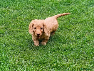 Miniature Dachshund dogs Stunning KC Cream Long Haired Miniature Dachshunds - Advert 1