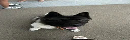 Border Collie dogs for sale:  A 2-Year Sweet & Smart Border Collie - Advert 2