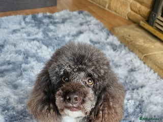 Toy Poodle dogs Proven, miniature poodle 🏆 - Advert 2