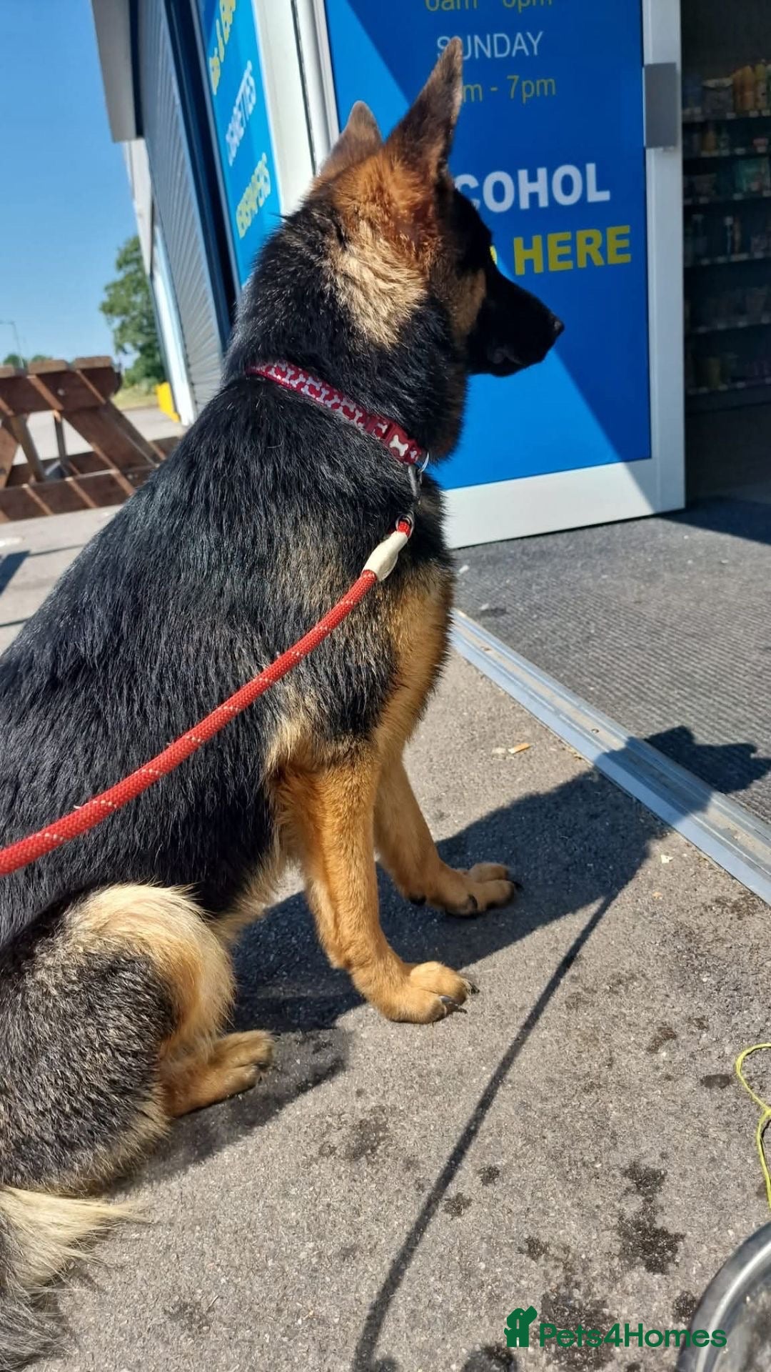 Mixed Breed dogs 15 week Shepkita for sale - Advert 7